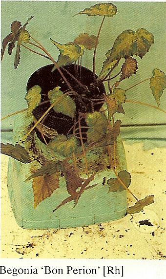 B. ‘Bon Perion’